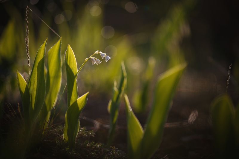 ландыши,макро Весенний звонphoto preview
