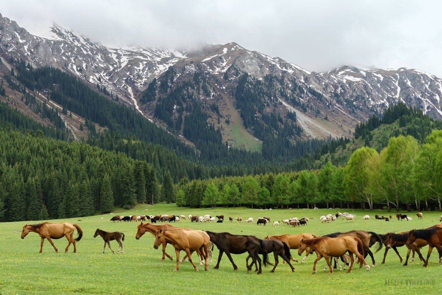 В горах Киргизии. Автор: Алексей Вымятнин киргизия, иссык-куль, горы, лошади, долина, лето, Алексей Вымятнин