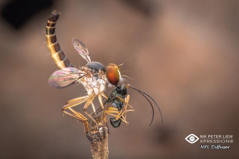 #robberfly, #eucharitid, wasp, #nature, #npl Super Hunter Fly with Preyphoto preview