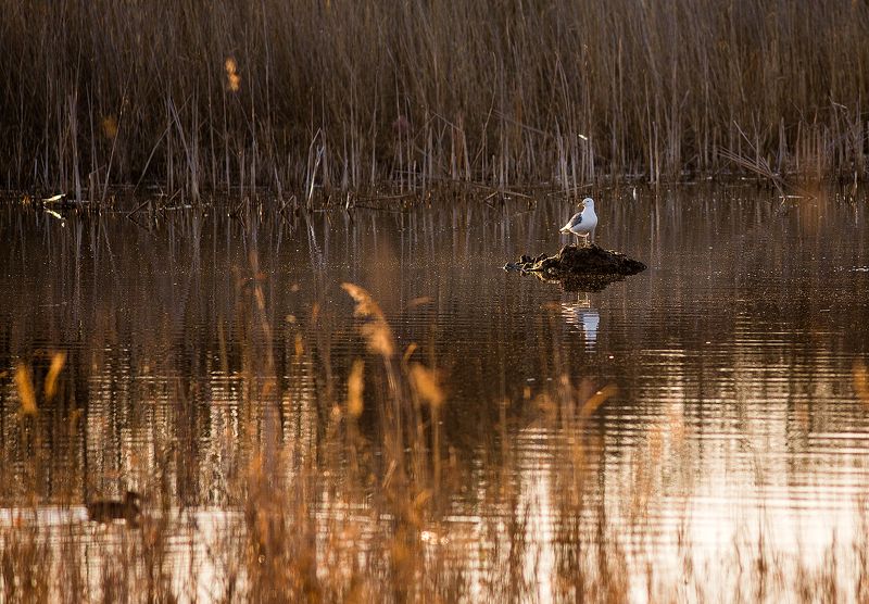 На рассветеphoto preview