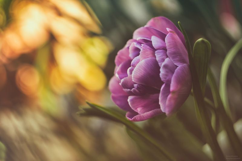 макро, природа, растения, цветы, тюльпан, пион, macro, nature, plants, flowers, tulip, peony, Пионовидный тюльпанphoto preview