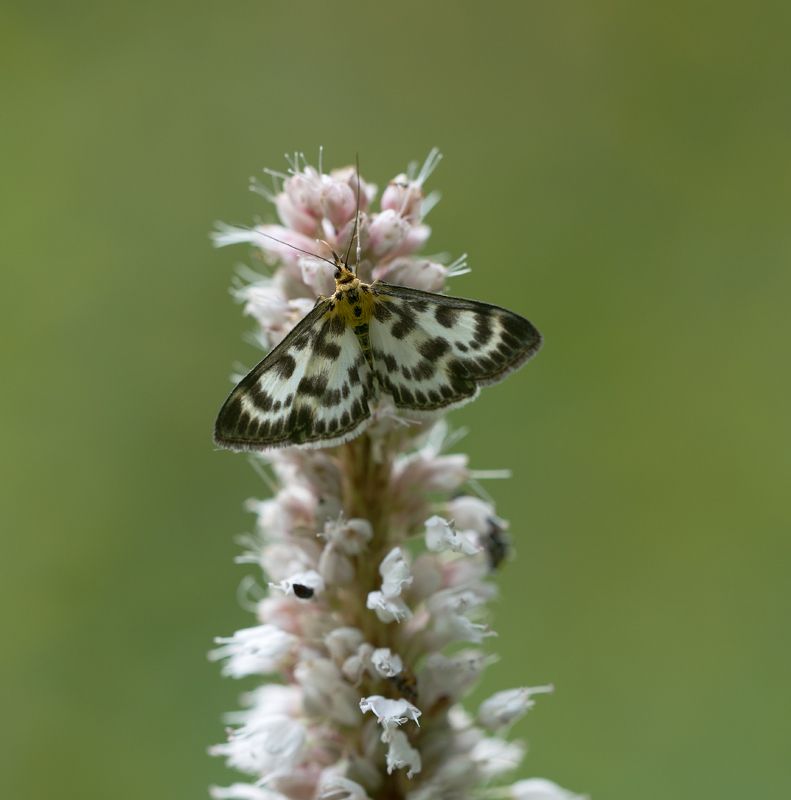 Сон в летнюю ночьphoto preview