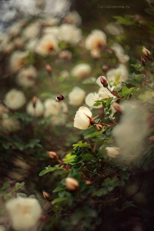 боке, ручной обьектив, мануальная оптика, фотограф, фотосессия, натюрморт, фото, блики, цветы, гелиос, макро, шмель, природа, Пушистый шмельphoto preview