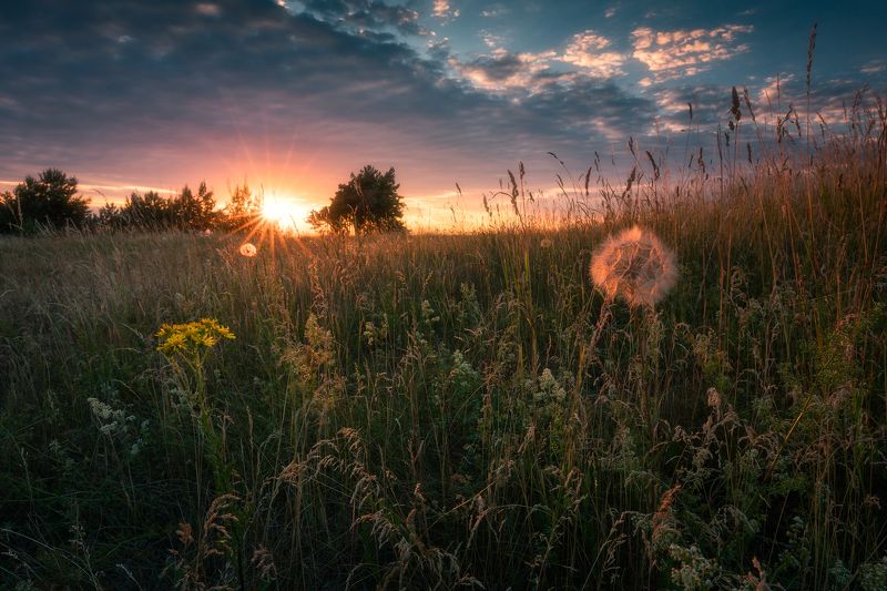 meadow spring wildflowers flowers sunset sky clouds colors mood poland podlasie Winnie the Pooh...photo preview