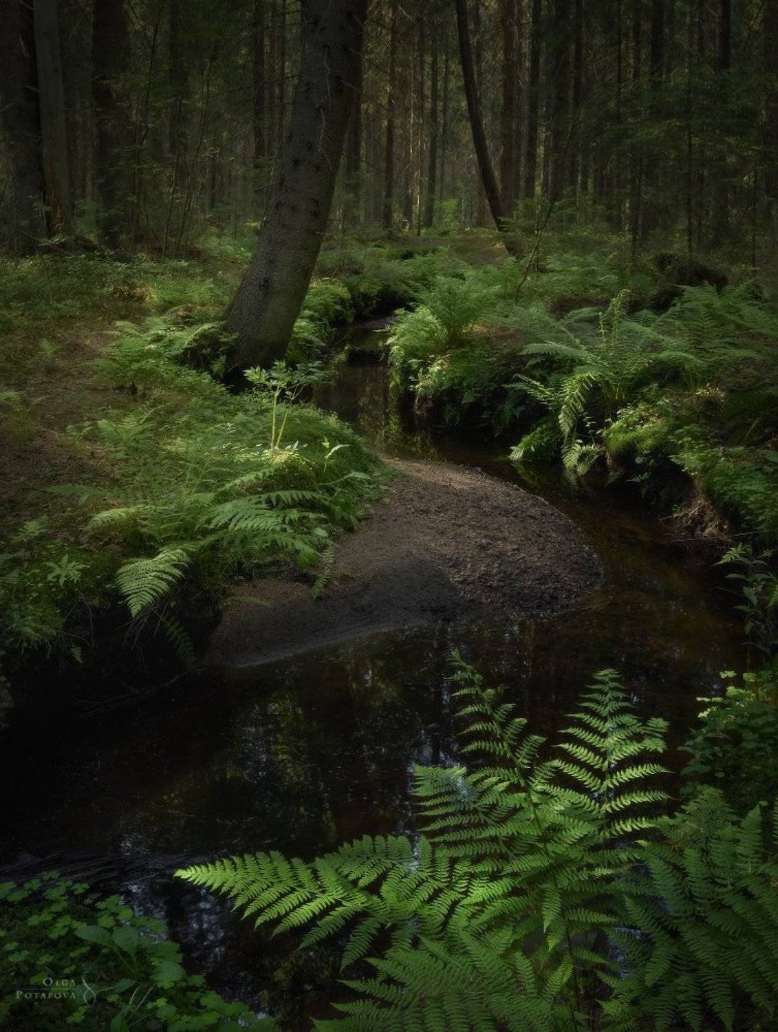 Чудесный ручей. Автор: Степаненко Ольга ручей, лес, сказочный лес, ели, ёлки, папоротник, рощино, ленинградская область, зелень, лето, Степаненко Ольга