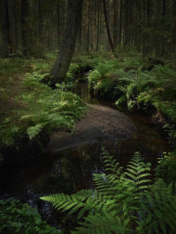 ручей, лес, сказочный лес, ели, ёлки, папоротник, рощино, ленинградская область, зелень, лето Чудесный ручейphoto preview