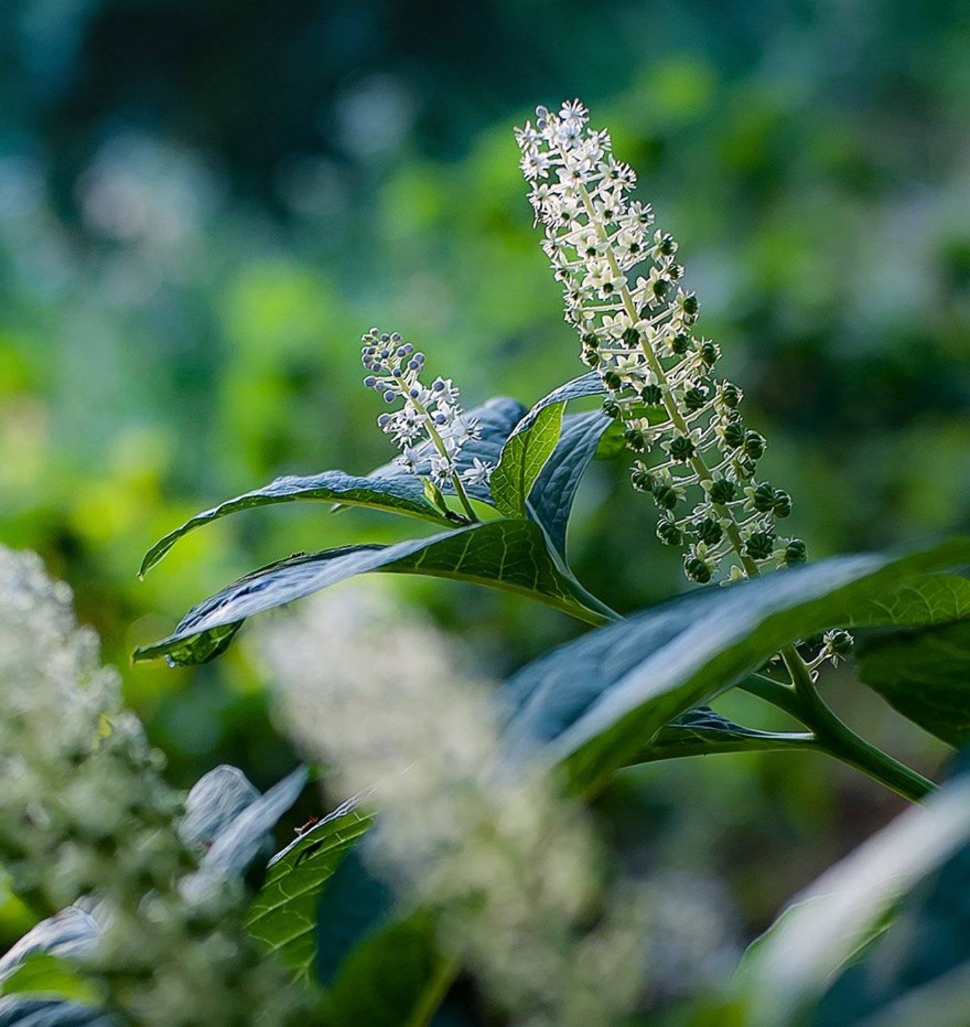 , Лана Тополева