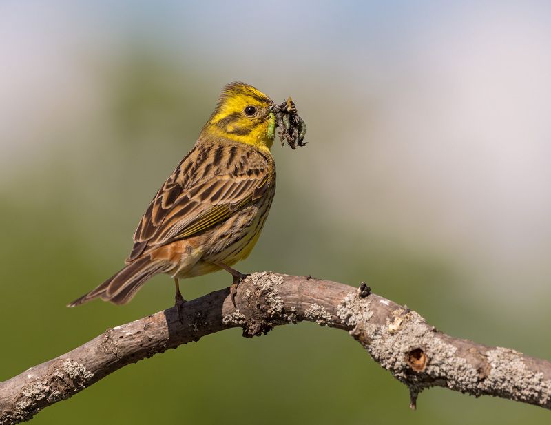 овсянка обыкновенная овсянкаphoto preview