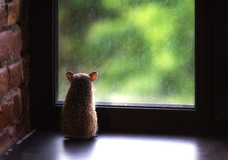 еж, сидит, окно, смотрит Меланхолияphoto preview