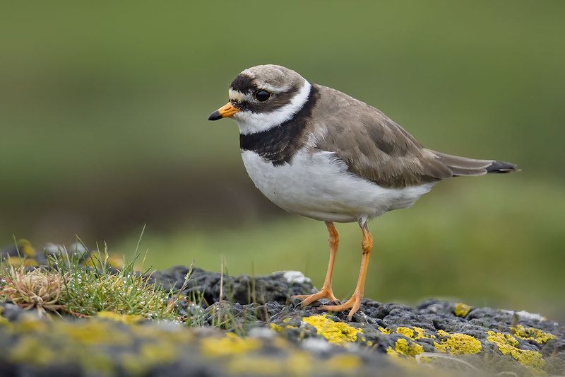 Галстучник (Charadrius hiaticula)photo preview