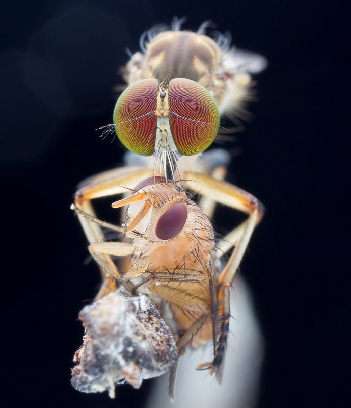 #macro#robberfly#prey#colors Robberfly With Prey 180619Aphoto preview