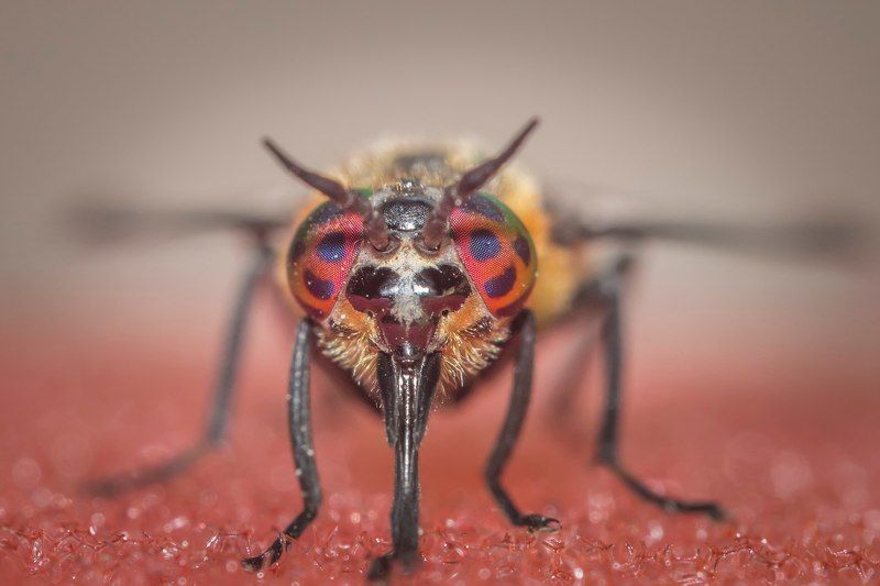 модная мухаphoto preview