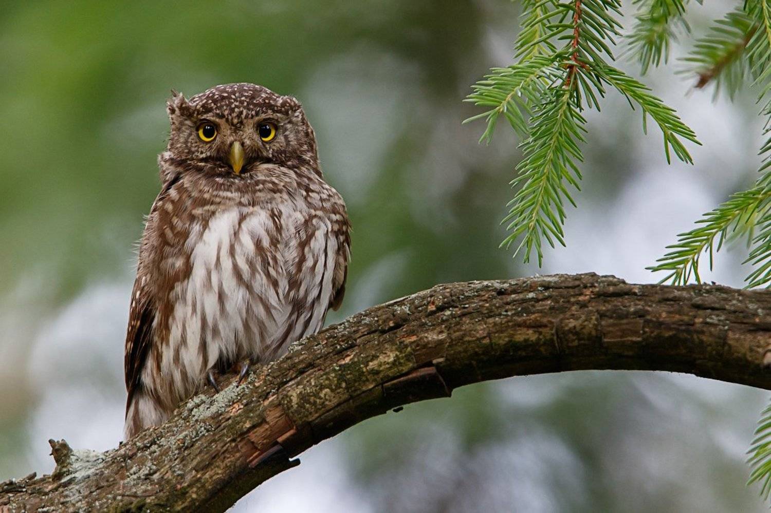 Ушастый сычик. Автор: Pavel Lychkousky воробьиный сычик, сова, pygmy owl, Pavel Lychkousky