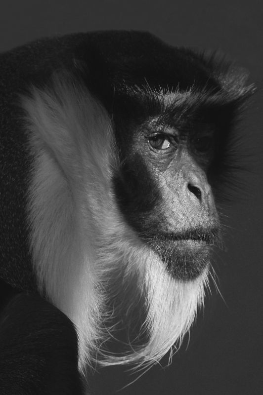 Diana Monkeyphoto preview