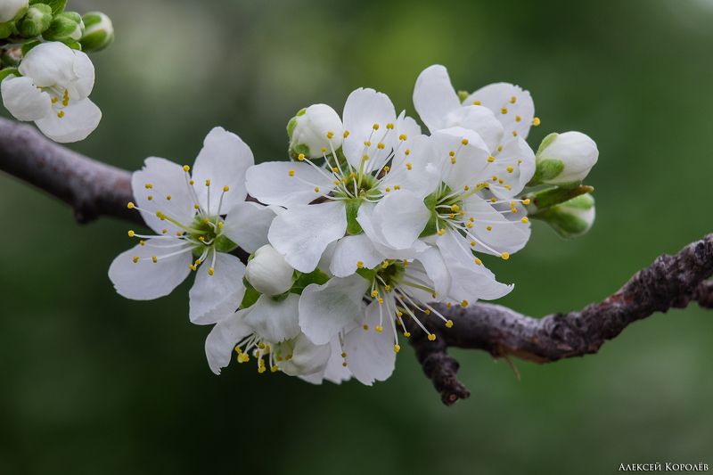 слива, цветы, макро, весна, plum, flowers, macro, spring Plum Flowersphoto preview