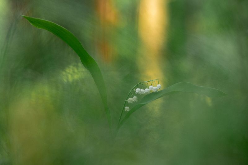 ландыш,природа,растения,макро,цветы,цветок,флора,бокэ,лес Ландышphoto preview