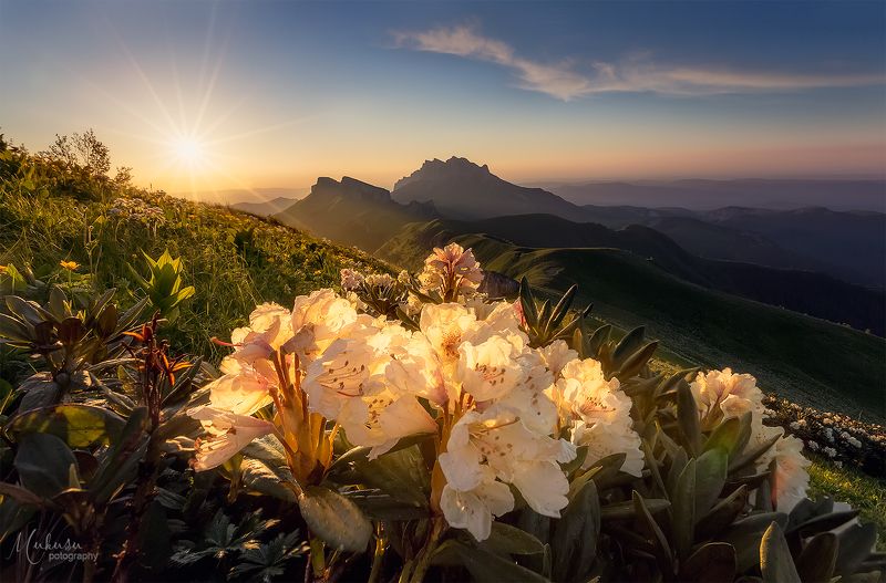 природа, пейзаж, путешествия, закат, рододендроны, адыгея, кавказ, большой тхачь, россия,travel,landscape, nature Рододендроны Большого Тхача.photo preview