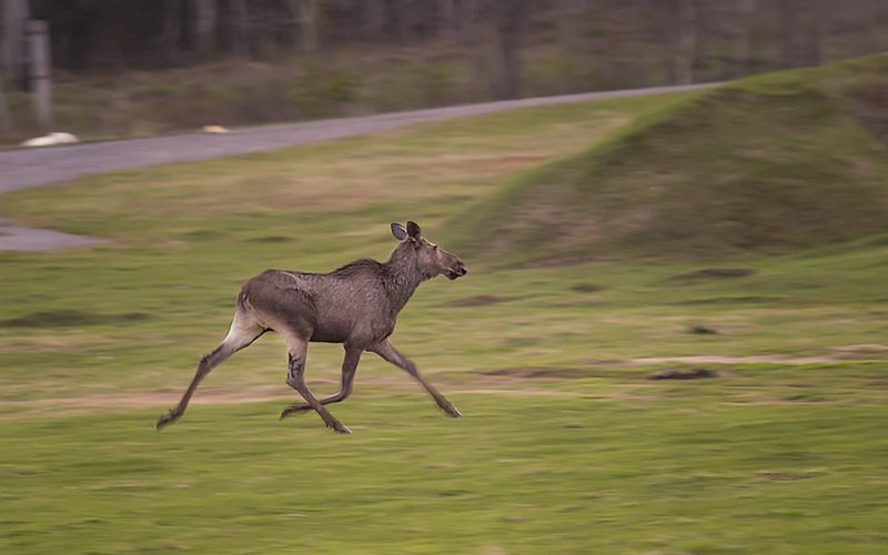 лось,коми,печора,животнык, ПРИЯТНАЯ ВСТРЕЧАphoto preview