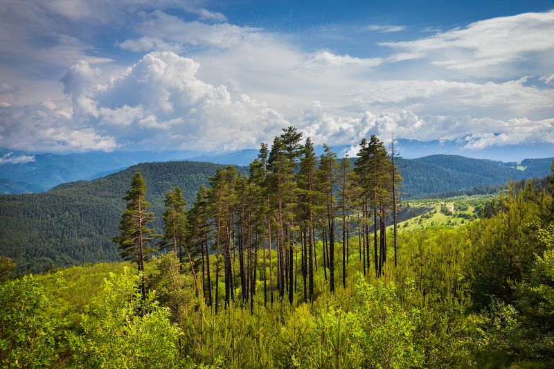 гора, планина, бял бор, облаци, пейзаж, родопа, българия Стоящийphoto preview