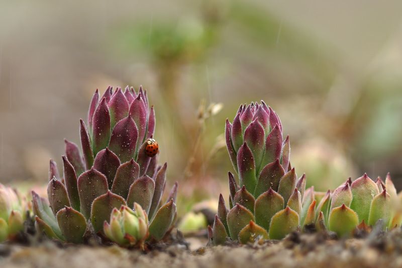 молодило, русское, живучка, sempervivum, ruthenicum, божья коровка, хармония, изменчивая, harmonia, axyridis, самарский лес Молодилоphoto preview