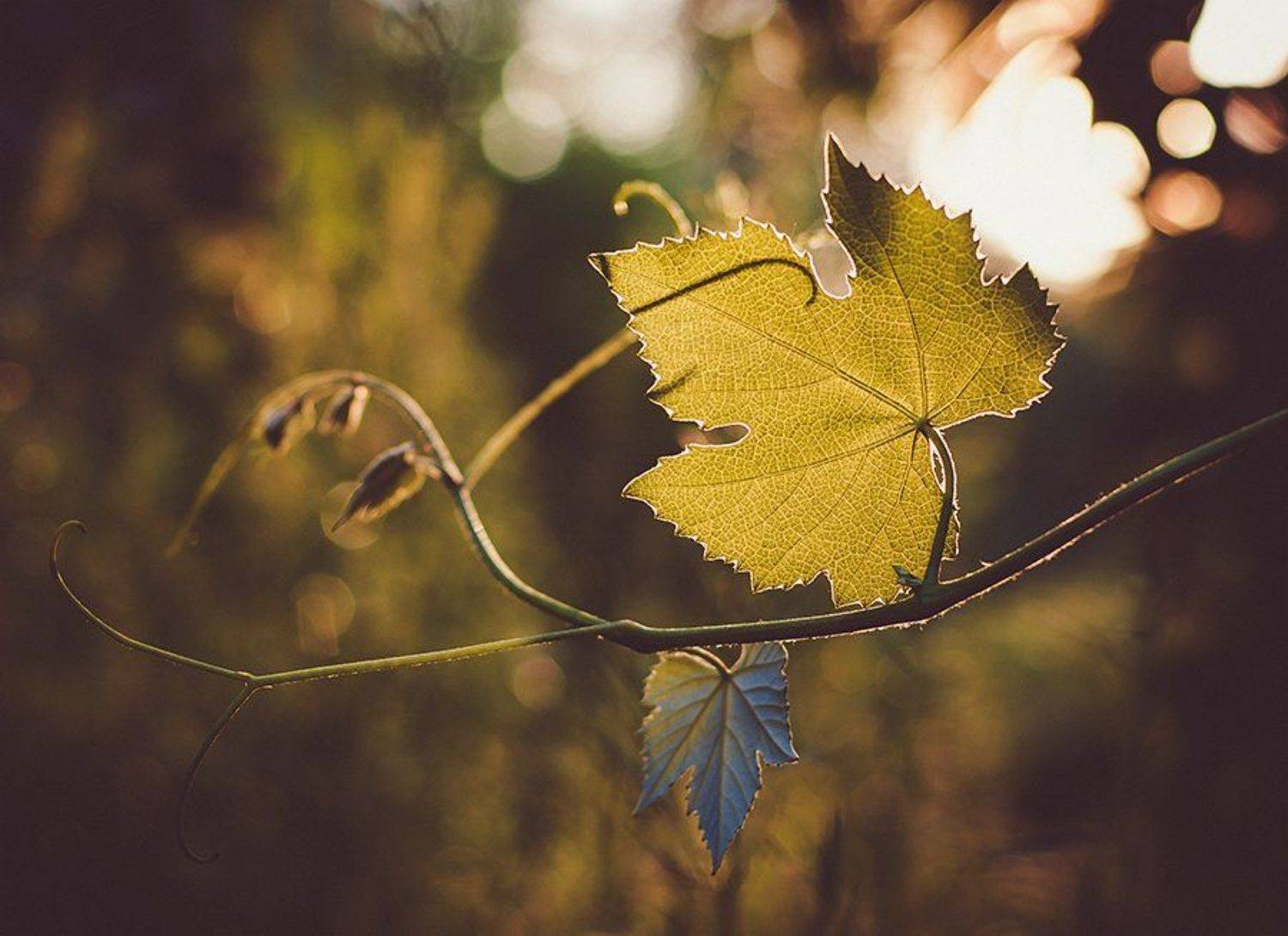 , Лана Тополева