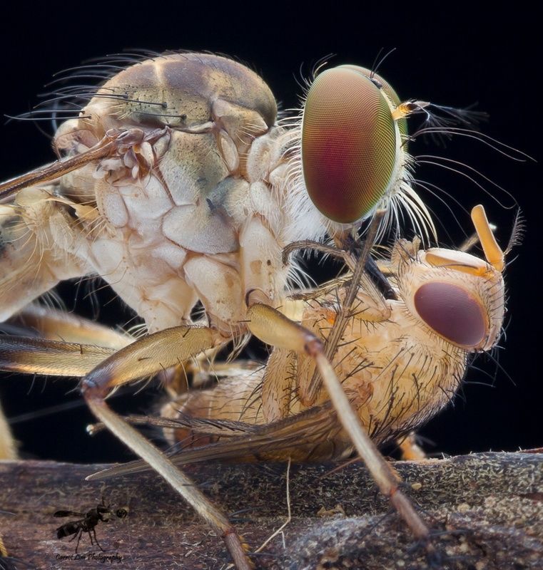 #macro#robberfly#colors#prey Robberfly With Prey 180620Aphoto preview