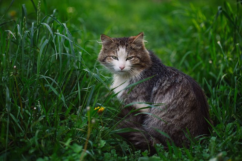 кот, дикий, улица, животные, златоуст, природа, животный мир, трава, зверь Кот с моего районаphoto preview