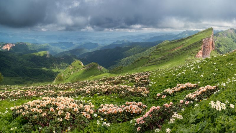 Рододендроны Малого Тхачаphoto preview