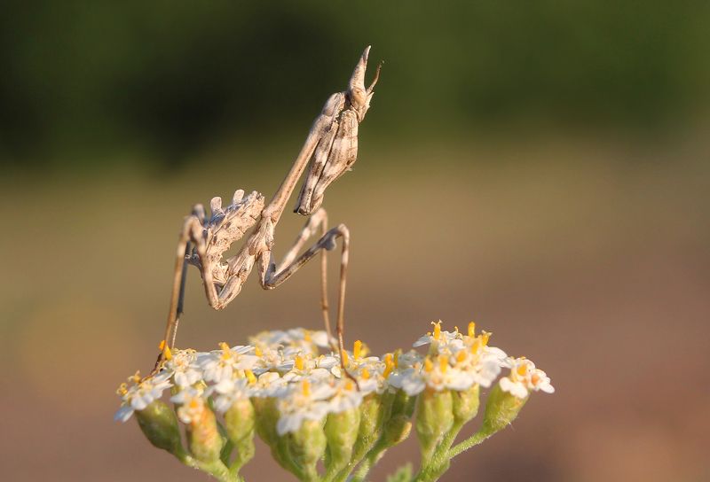 Эмпуза полосатая (лат. Empusa fasciata)photo preview