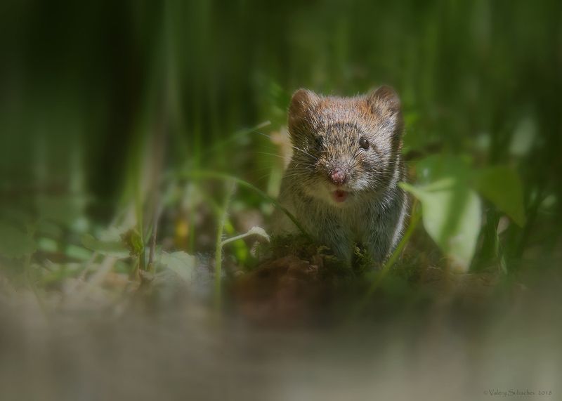 Полевкаphoto preview