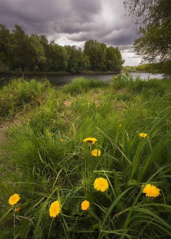 урал, река, небо, вода, тучи, цветы, одуванчики ***photo preview