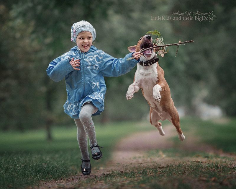 Bull Terrierphoto preview