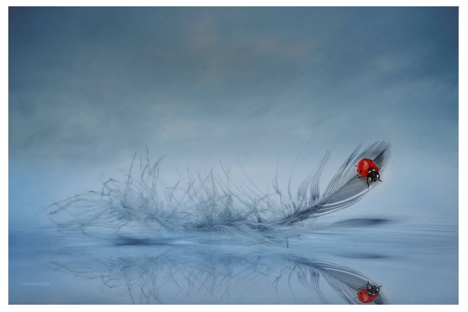 перо, отражение, облака, вода, божья коровка, Sergii Vidov