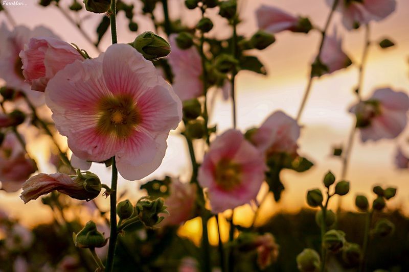 макро,цветы,мальва,закат, Мальва в лучах заката.photo preview