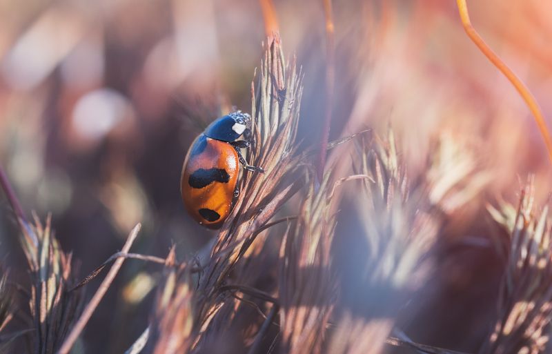 Вечерняя прогулка божьей коровкиphoto preview