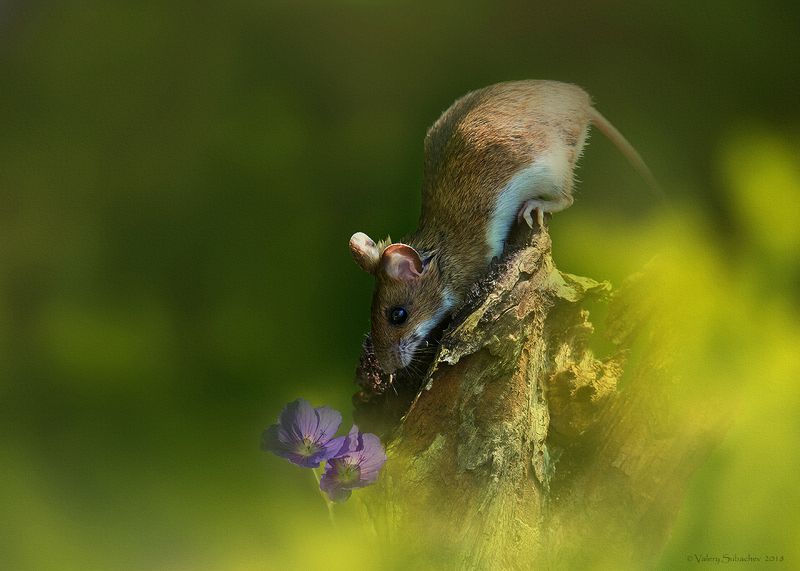 Ботаникphoto preview