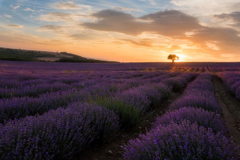 Lavender fieldphoto preview