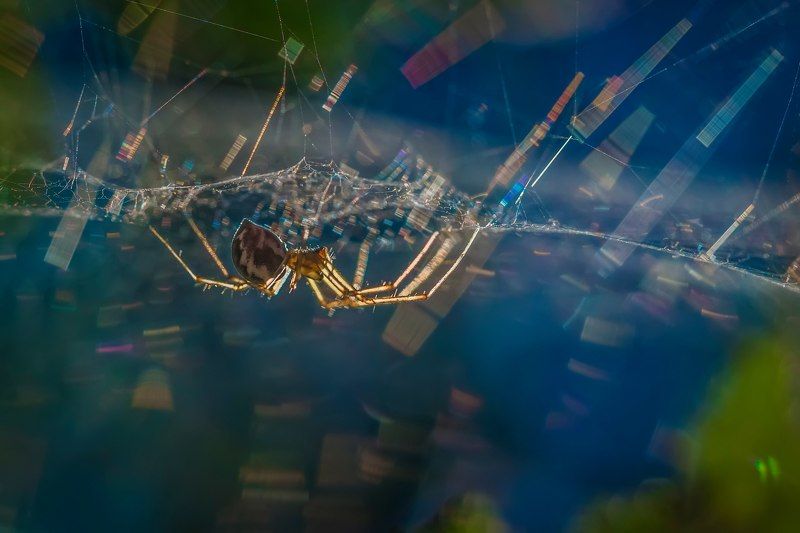 сияниеphoto preview