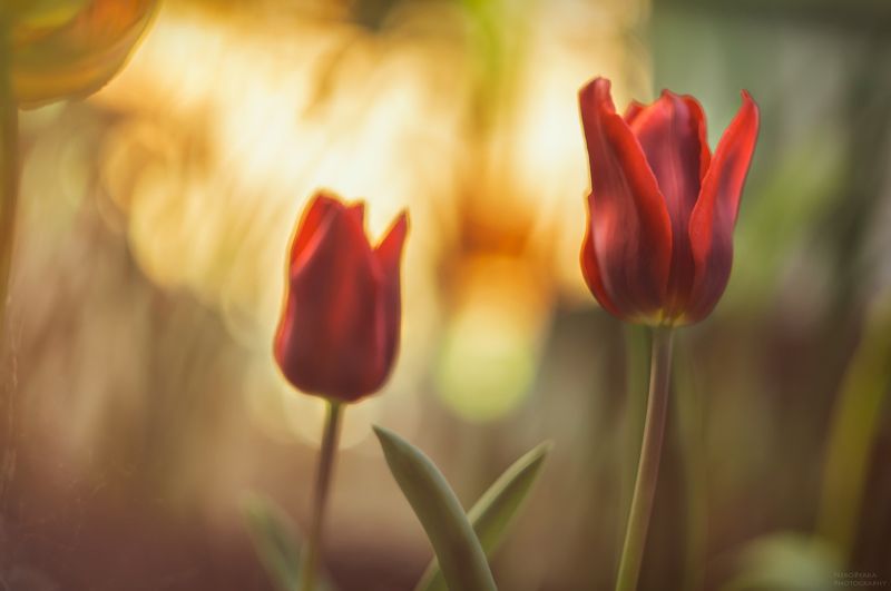 макро, природа, цветы, тюльпаны, закат, солнце, macro, nature, flowers, tulips, sunset, sun, ***photo preview