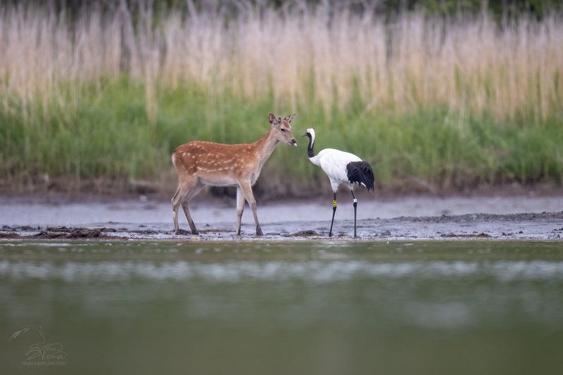 Неудачное знакомство.photo preview
