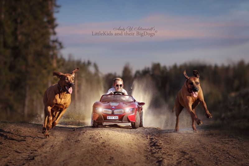 RRR - RHODESIAN RIDGEBACK Racingphoto preview