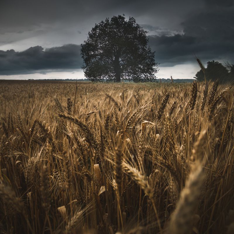 landscape, field, wheat, storm, rain, clouds, sky, grain, barley, bulgaria, tree, moody, dramatic, close up, panorama, focus stack, nature, best, summer, sunlight, rays, homeland Житата | Пшеница | Summer Wheatphoto preview