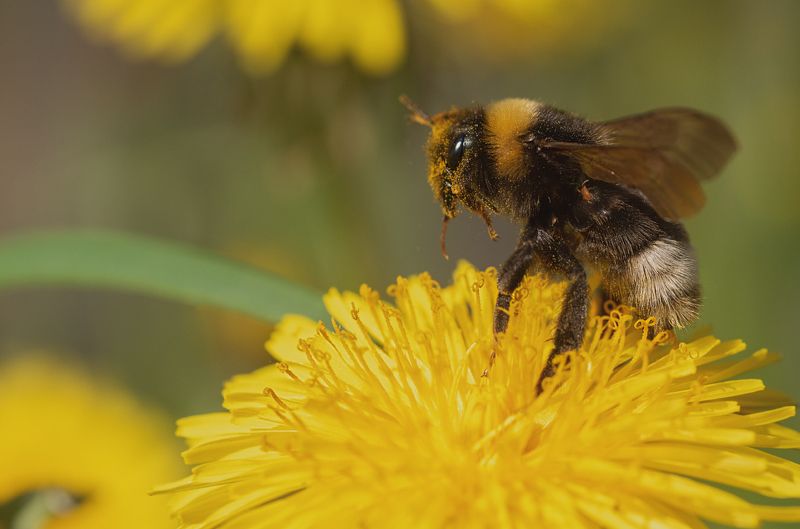 Мягкая посадка..photo preview