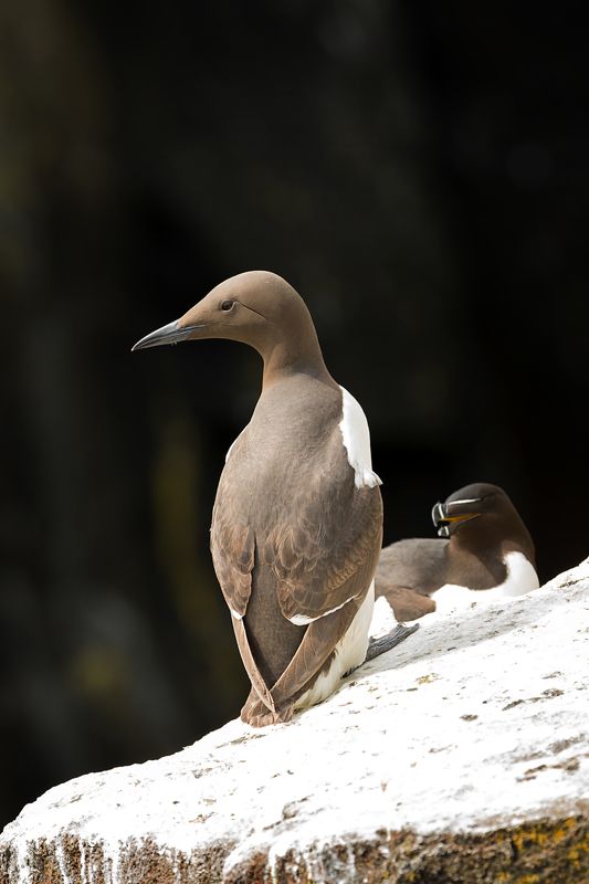 Guillemot razorbill seabirds Scotland Guillemot and razorbill. Isle of May. Scotlandphoto preview