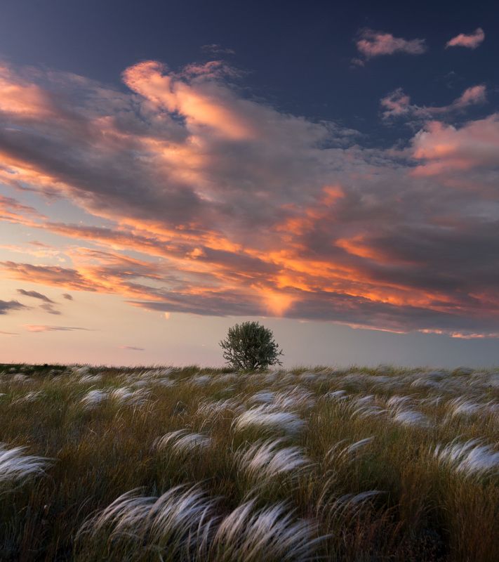 ковыль, степь, оренбуржье, небо, свет, вечер, закат ***photo preview