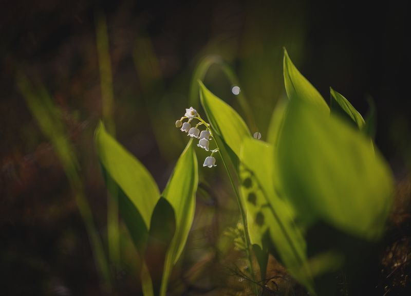 ландыши,макро Май..photo preview