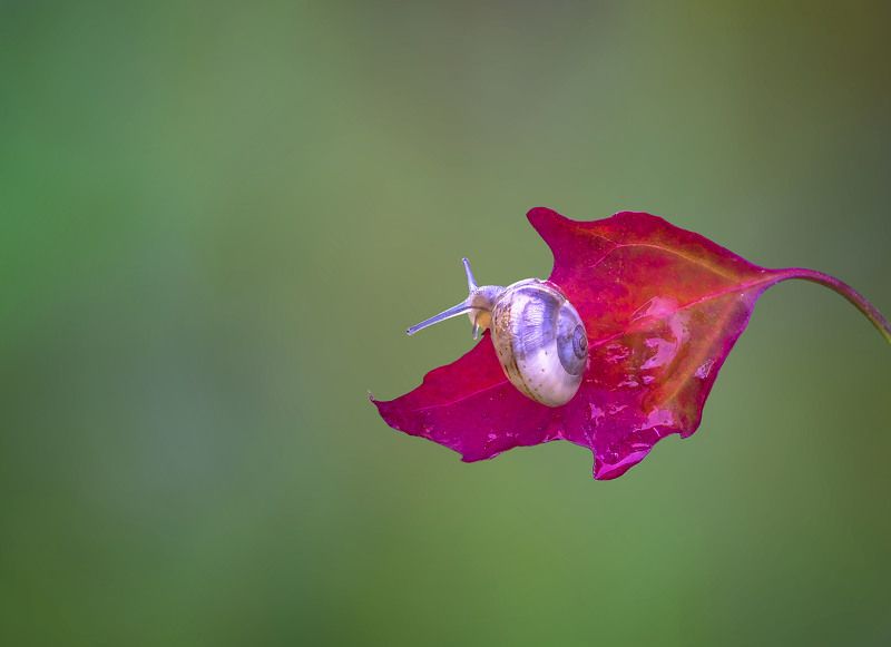 Маленькая улиткаphoto preview