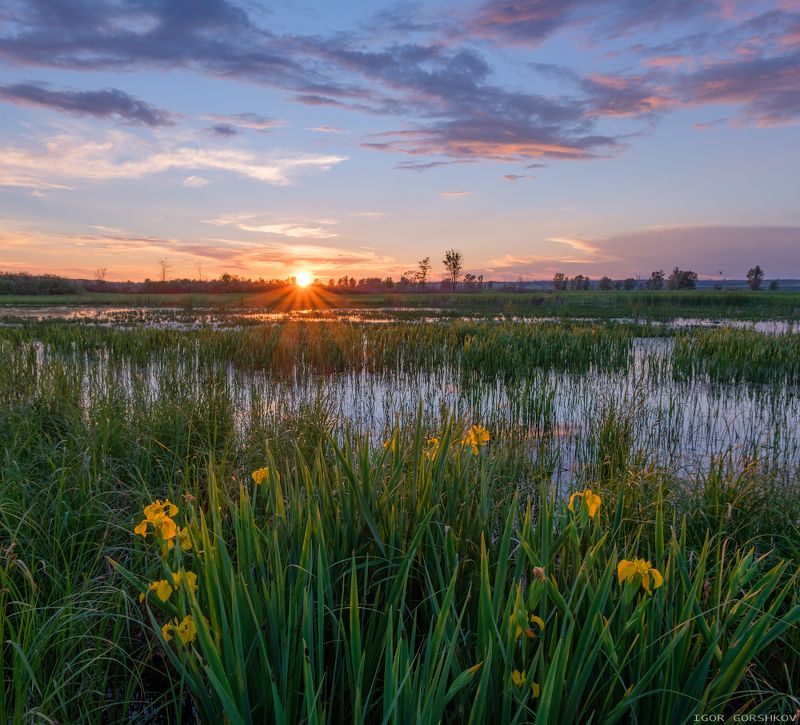 закат,ириы,пейзаж,цветы,нижняя кама,вечер,небо,вода, Закат с дикими ирисамиphoto preview