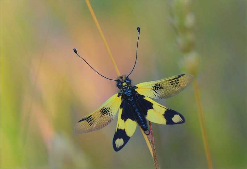 Аскалаф пестрый,бабочник золотоволосый или булавоуска пестрая.photo preview