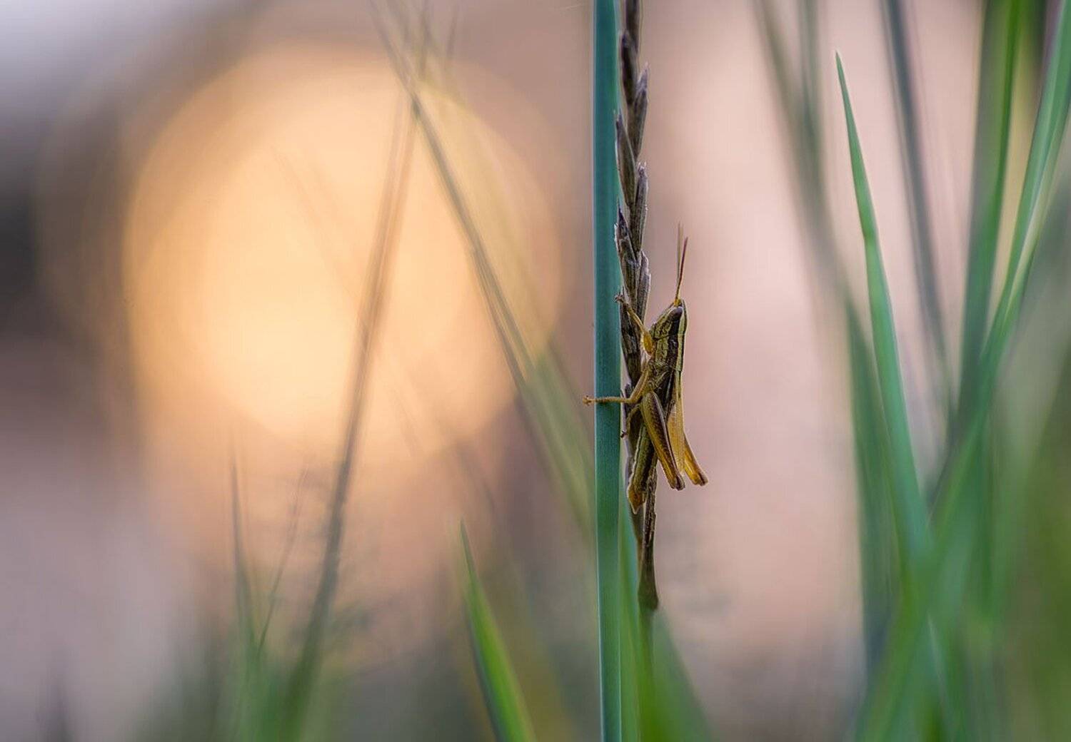 , Сергей Брагин